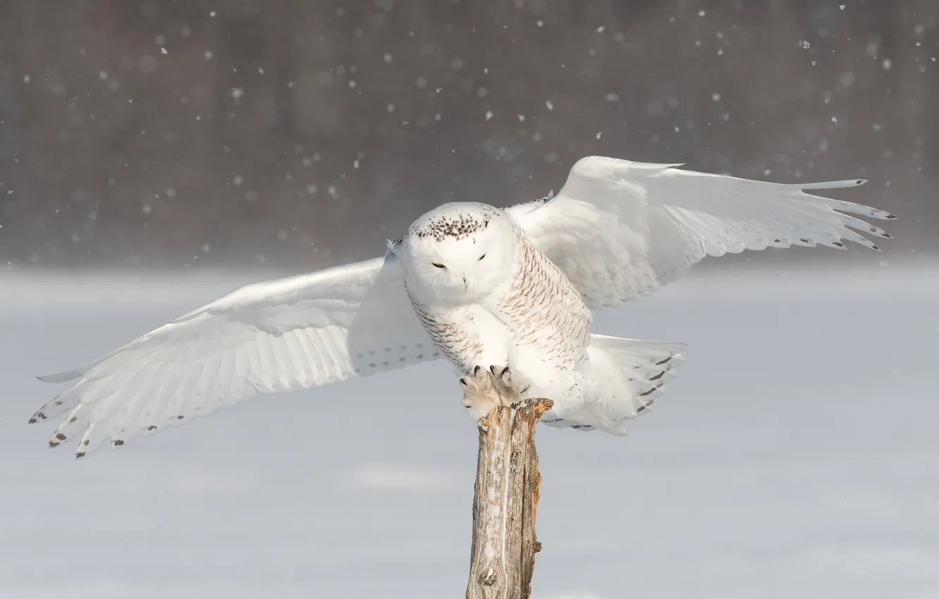 Photo wallpaper winter, snow, owl, bird, wings, the scope, snowy owl