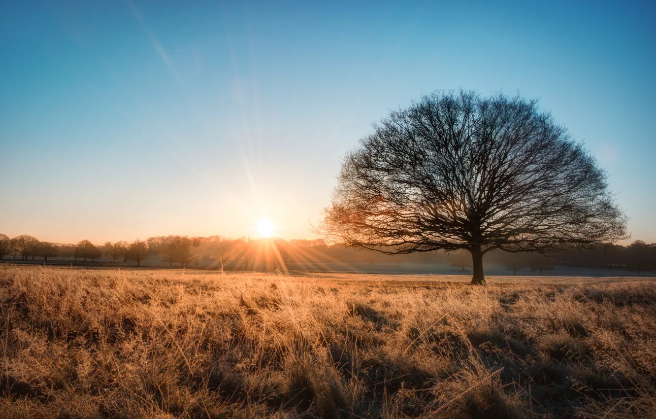 Photo wallpaper field, the sky, trees, sunset, horizon, blue sky