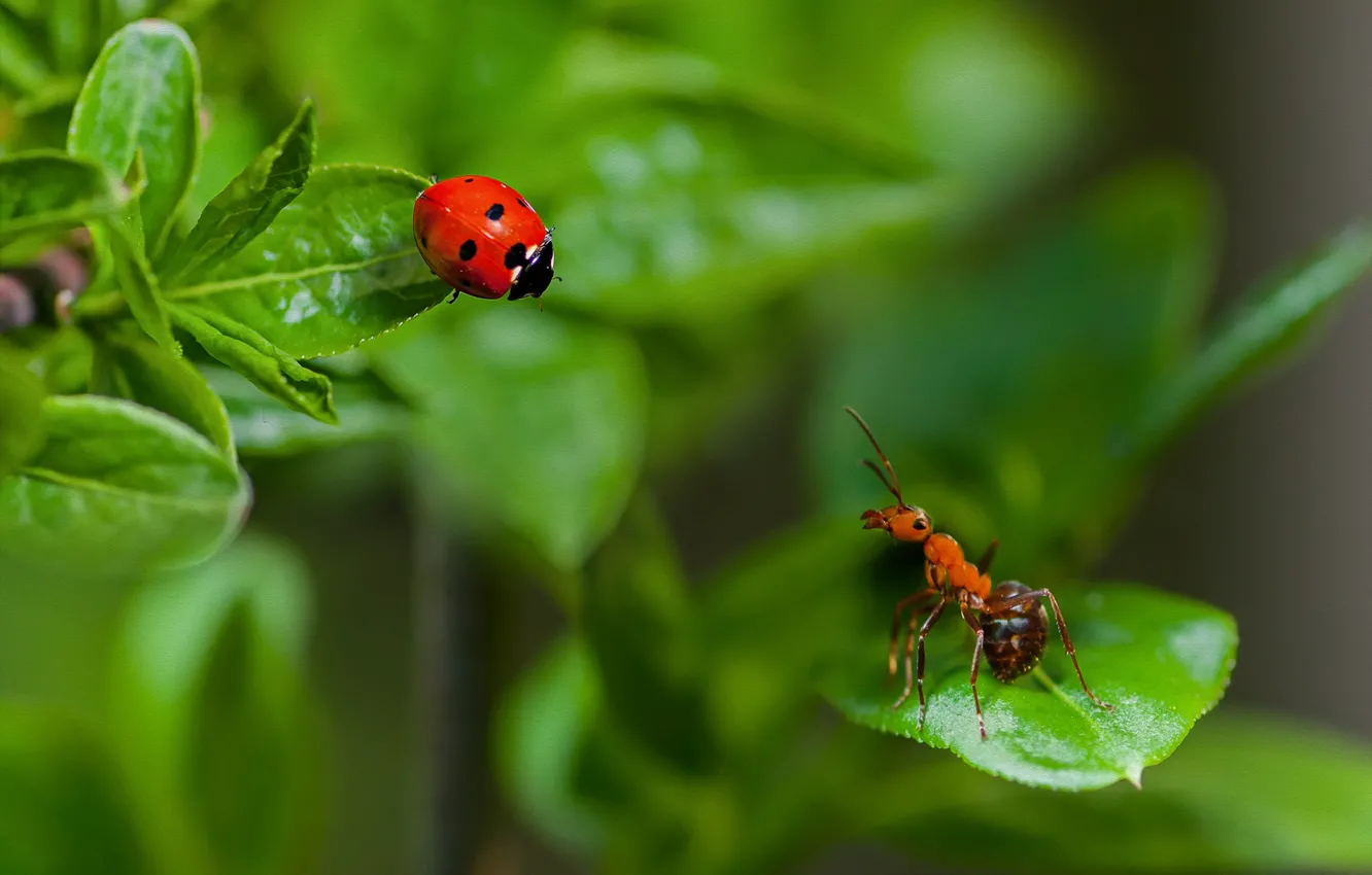 Photo wallpaper summer, leaves, macro, insects, nature, ladybug, beetle, ant