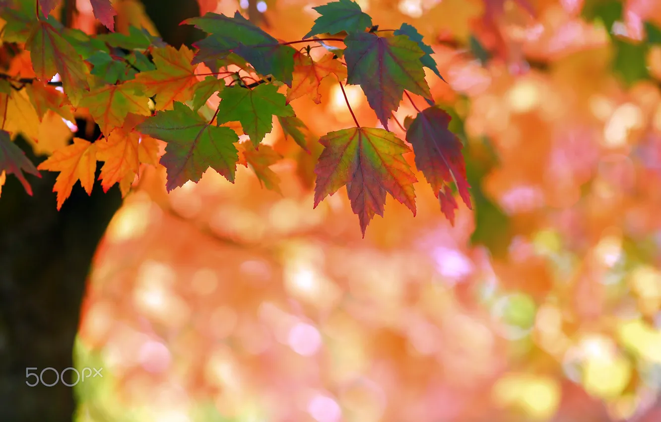 Photo wallpaper autumn, macro, nature, tree, foliage, branch, bokeh