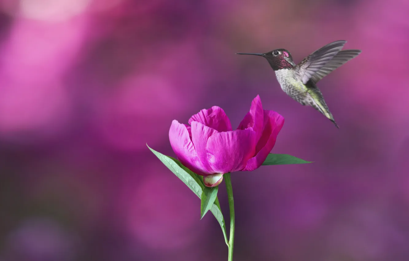 Photo wallpaper flight, flowers, background, bird, Hummingbird, pink, bokeh, peonies