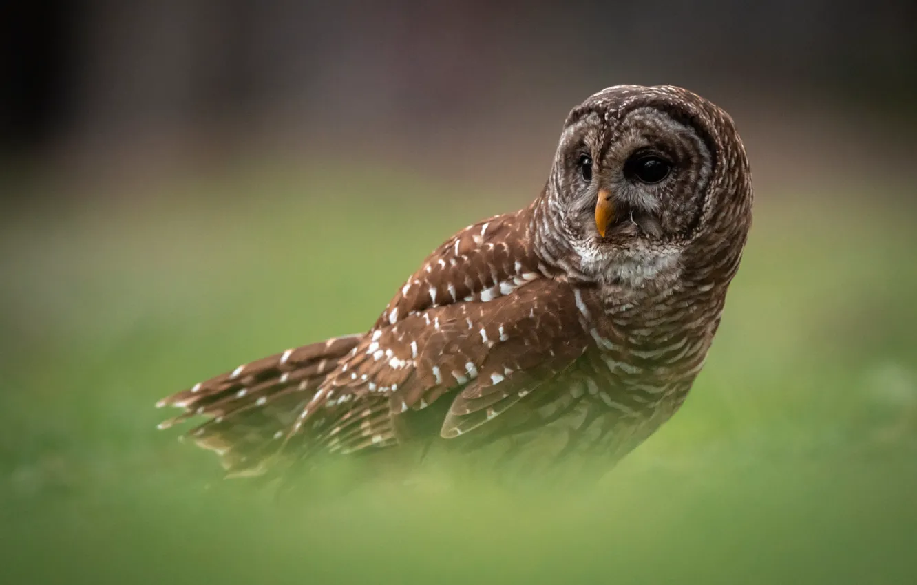 Photo wallpaper pose, owl, bird, green background, owl