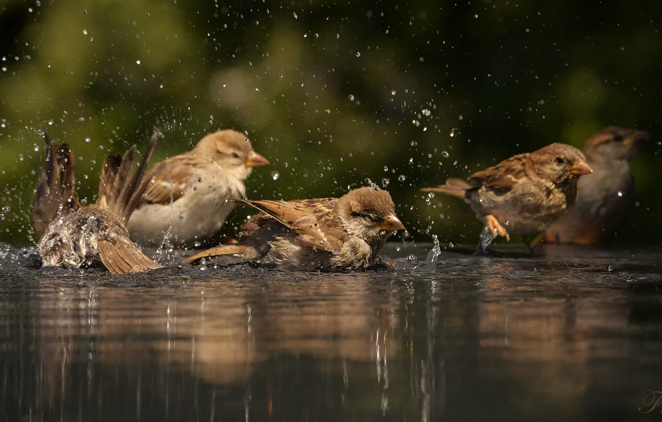 Photo wallpaper water, bird, bathing, Sparrow