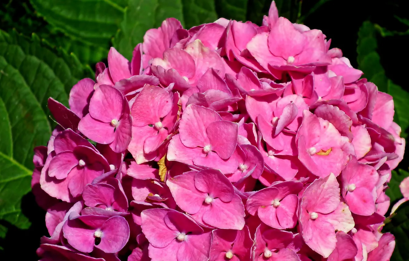 Photo wallpaper leaves, close-up, pink hydrangea