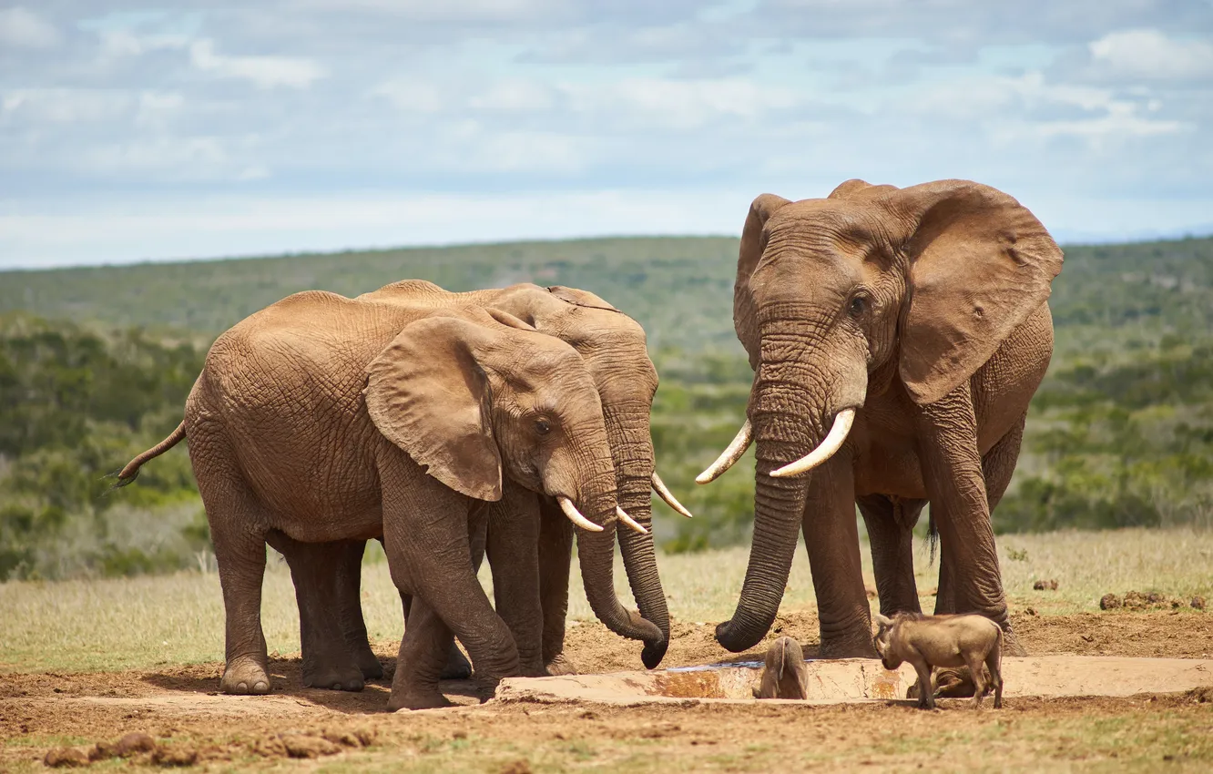 Photo wallpaper elephant, Africa, wildlife, Safari