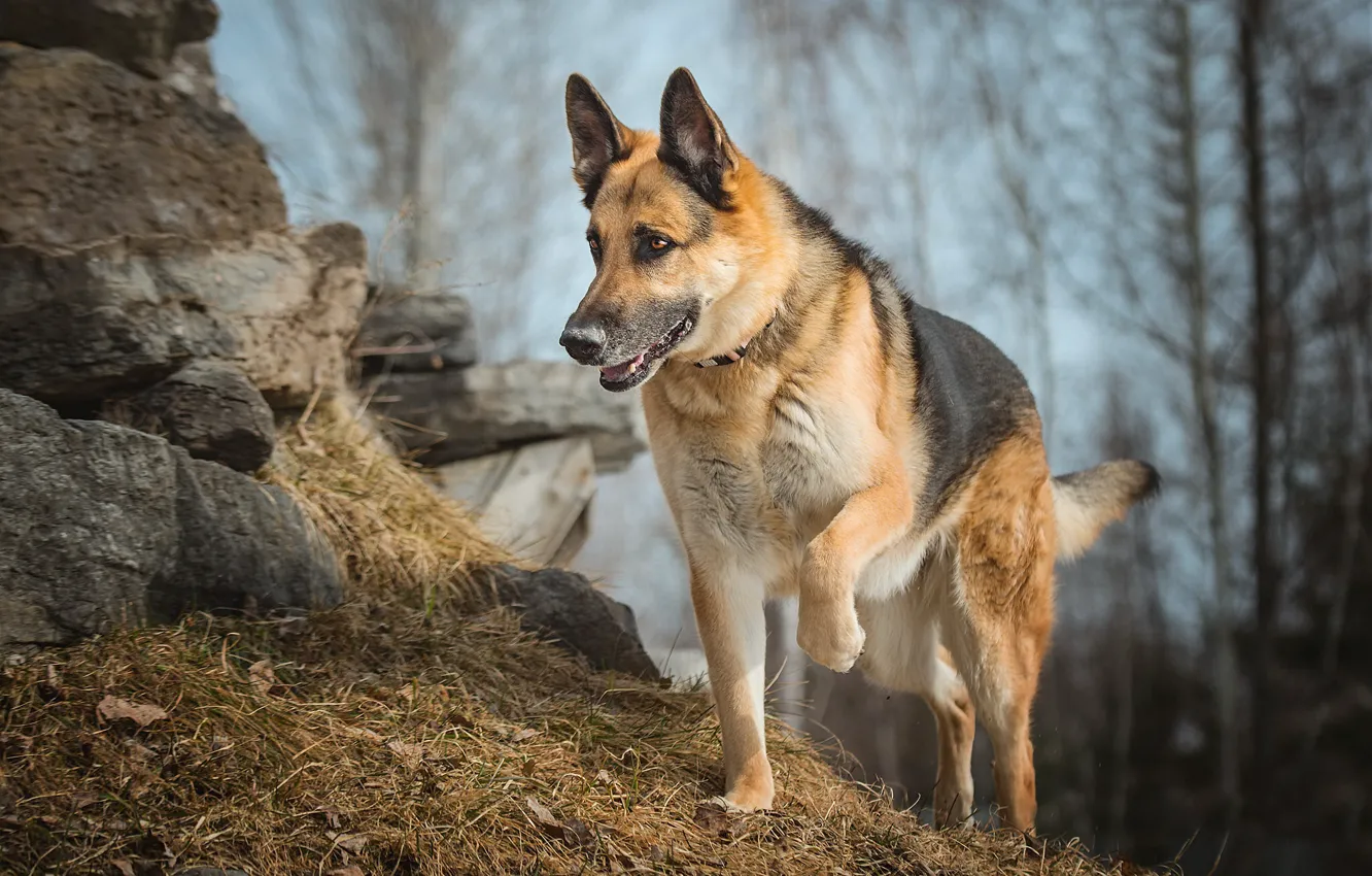 Photo wallpaper nature, each, dog