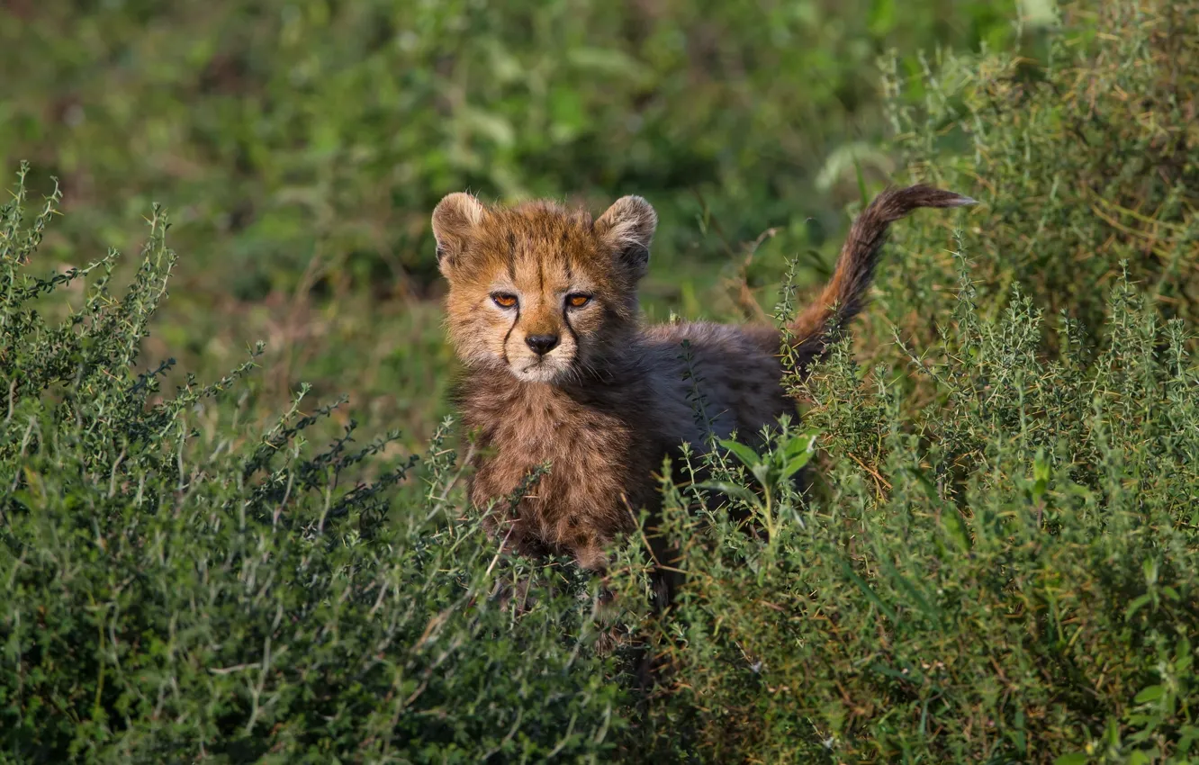 Photo wallpaper grass, baby, barb, Cheetah, cub, the bushes, view, curiosity