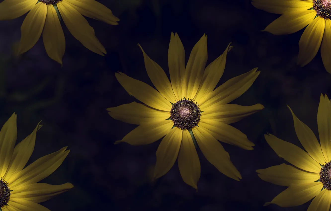 Photo wallpaper flowers, nature, background