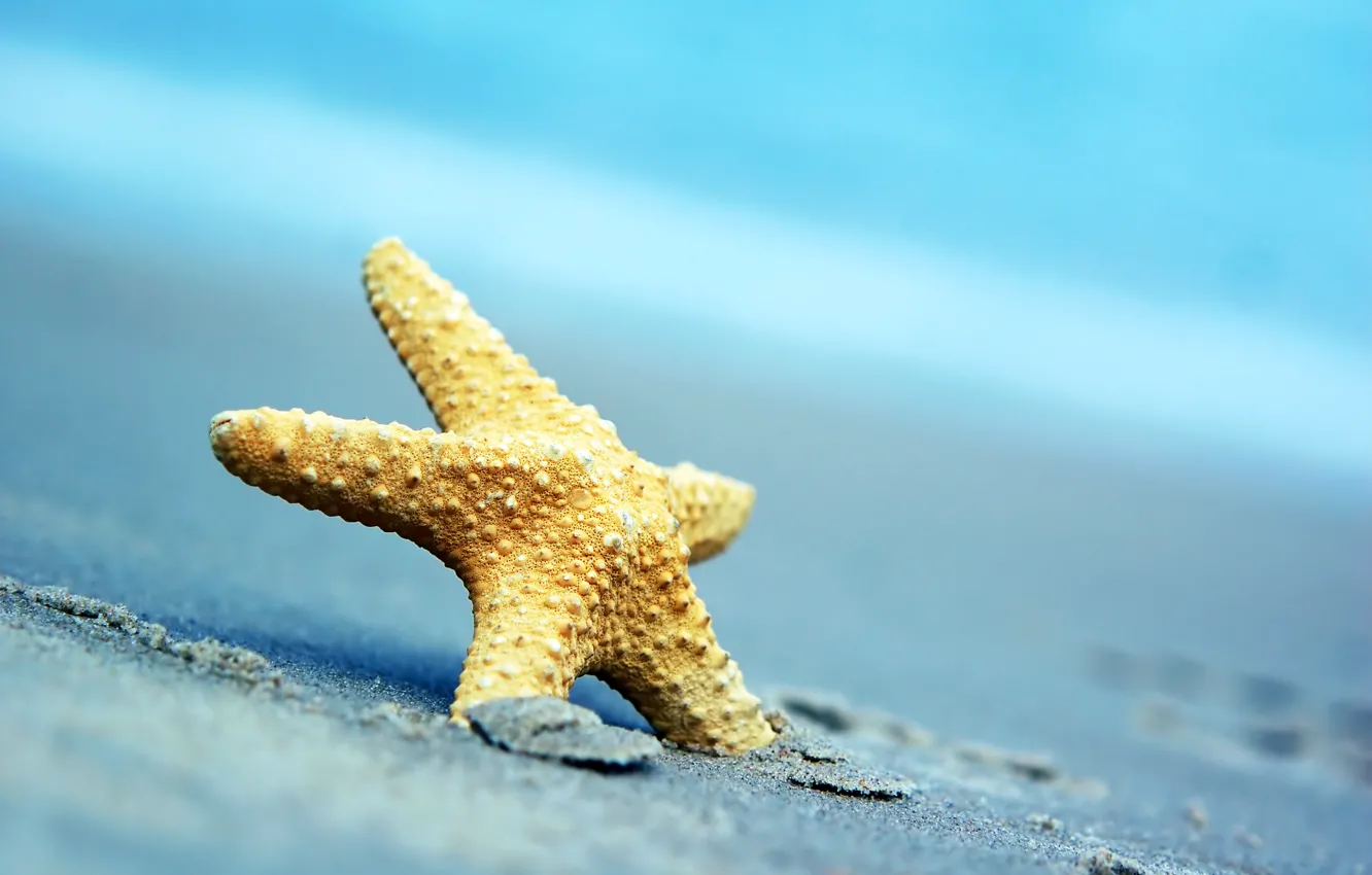 Photo wallpaper sand, sea, beach, stars, summer, beach, sea, sand