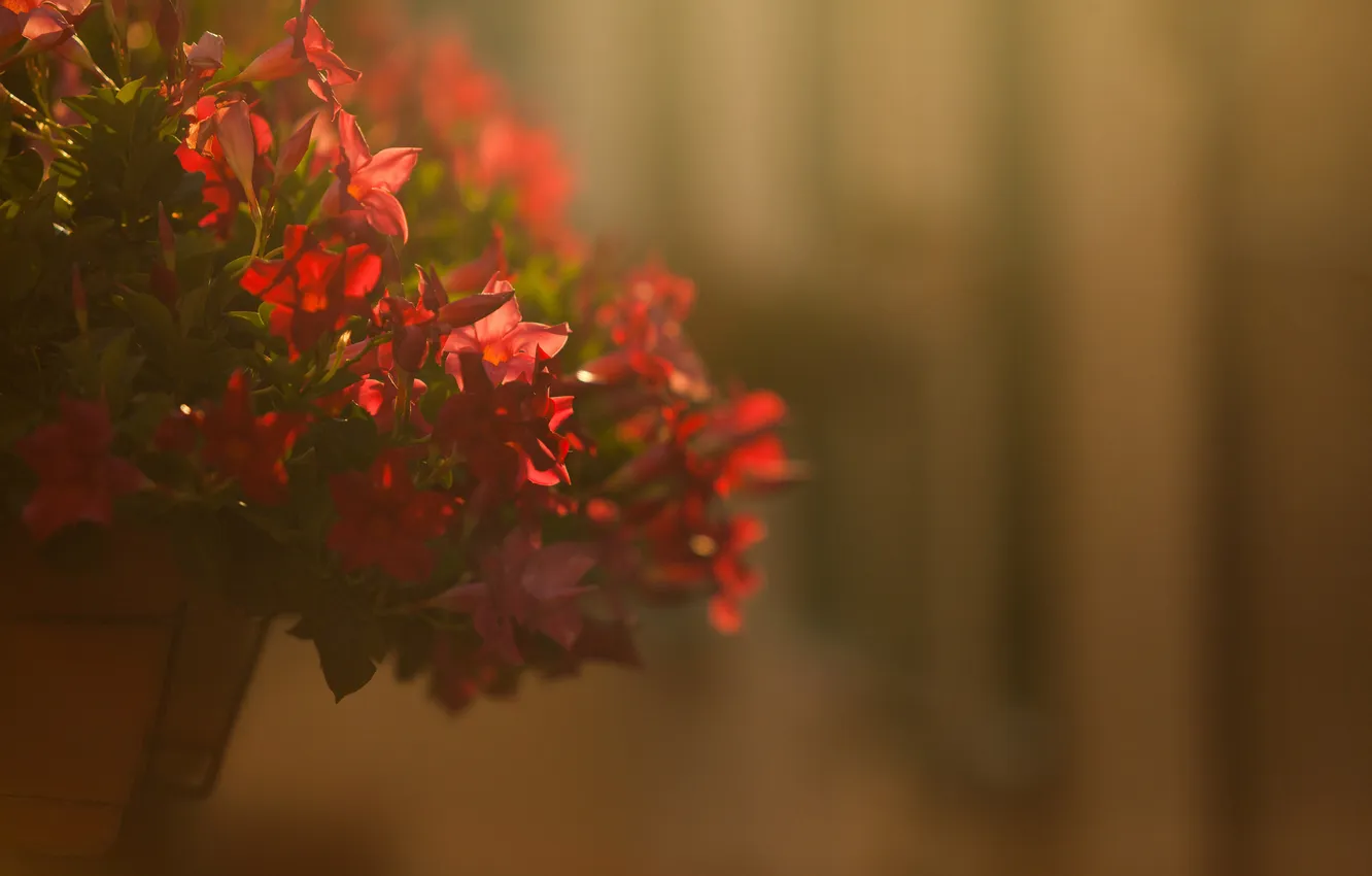 Photo wallpaper flowers, red, petals, pot