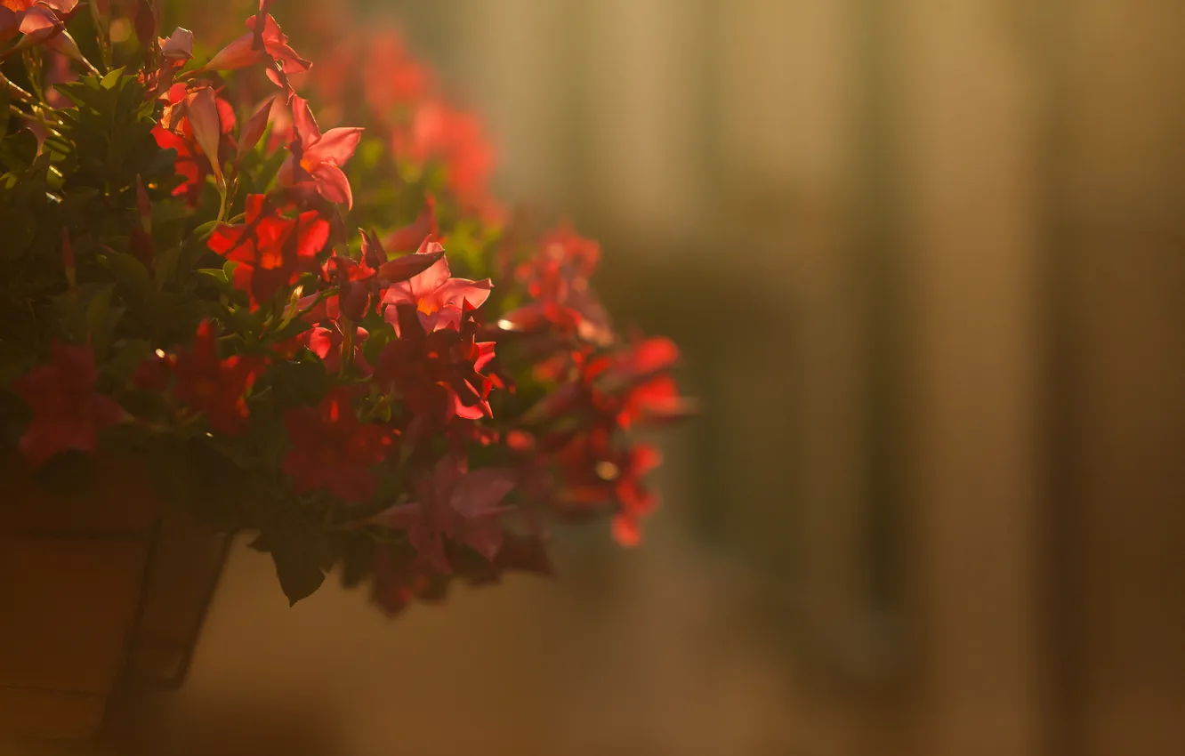 Photo wallpaper flowers, petals, red, pot