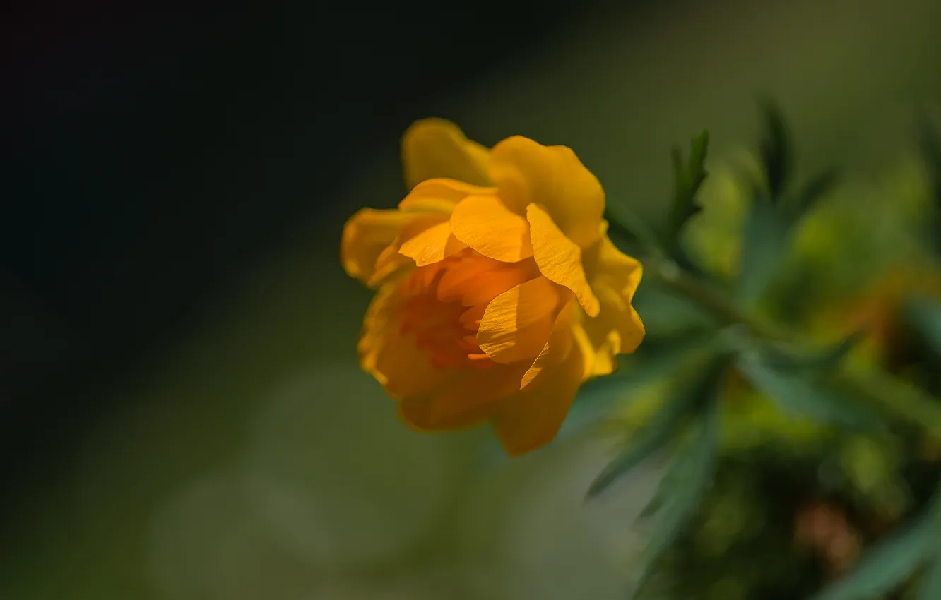 Photo wallpaper macro, flowers, nature, bokeh, globeflowers