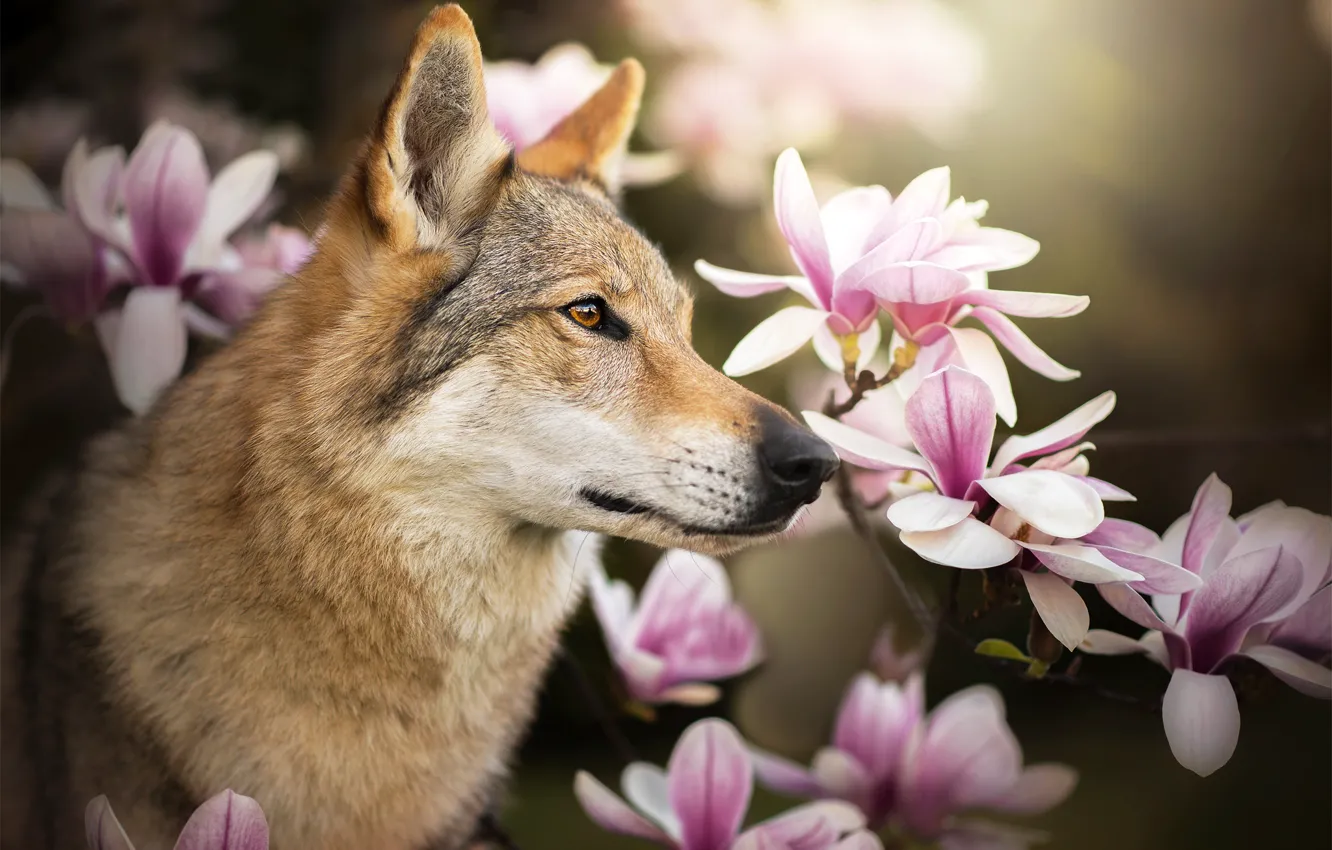 Photo wallpaper flowers, dog, profile, Magnolia, Chinua, the Czechoslovakian Wolfdog