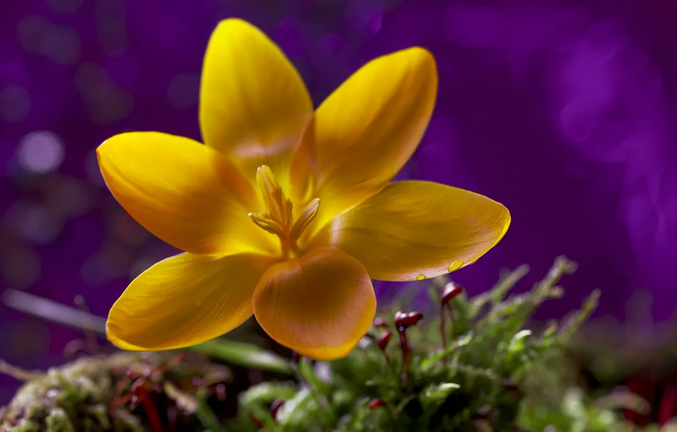 Photo wallpaper flower, macro, yellow, bokeh