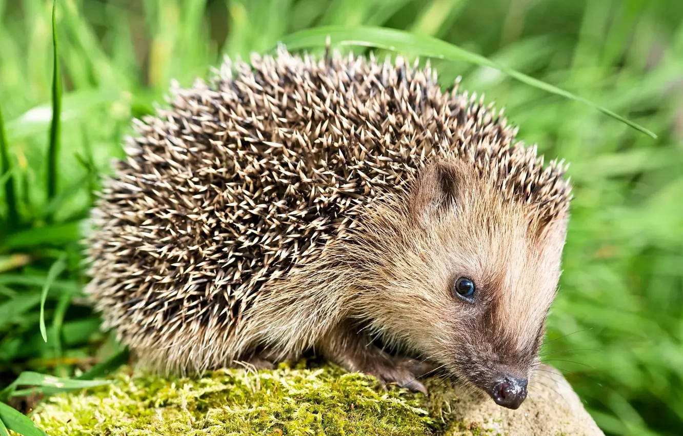 Photo wallpaper grass, look, nature, stones, moss, muzzle, hedgehog, hedgehog