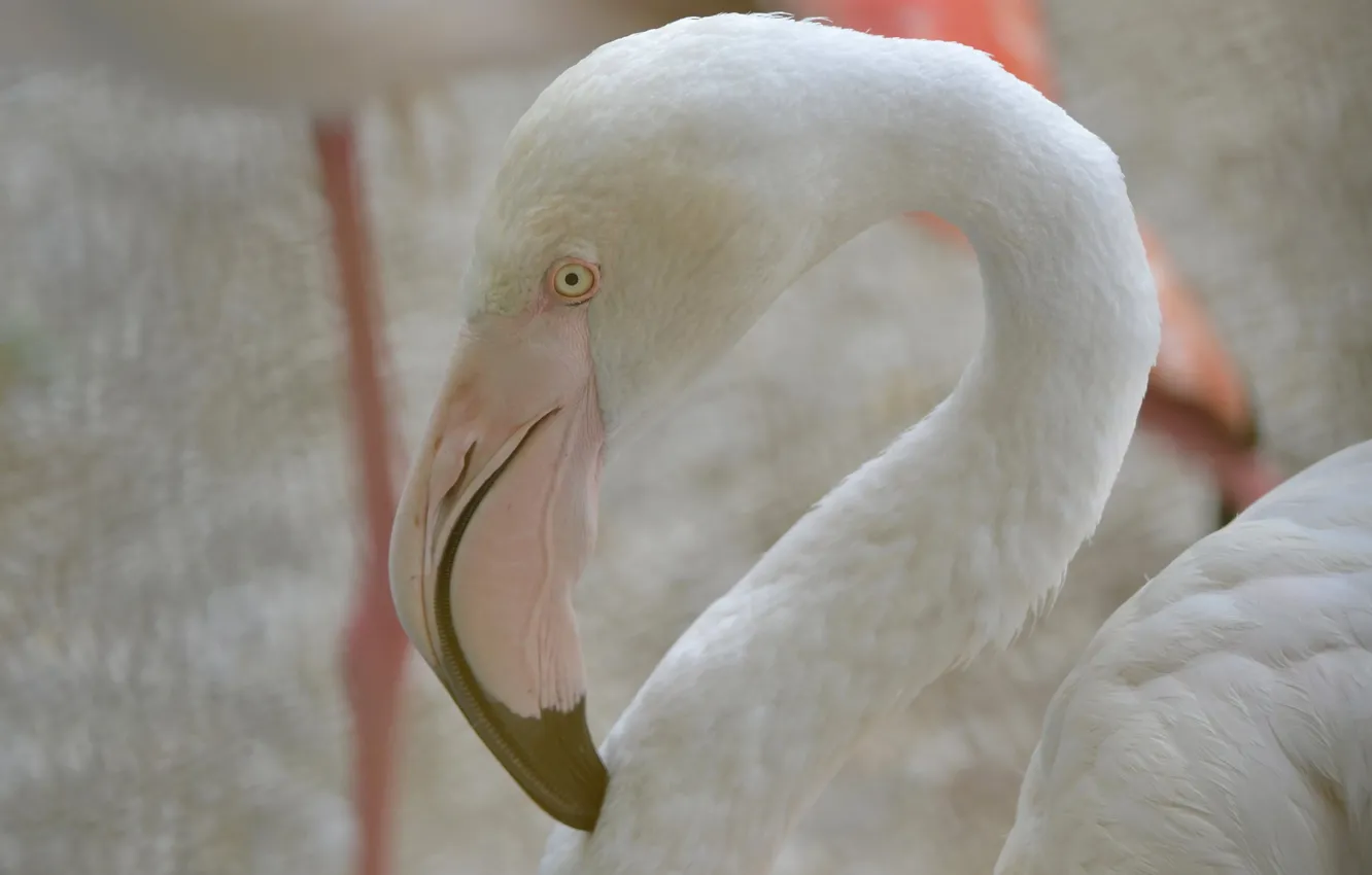 Photo wallpaper white, eyes, look, Flamingo