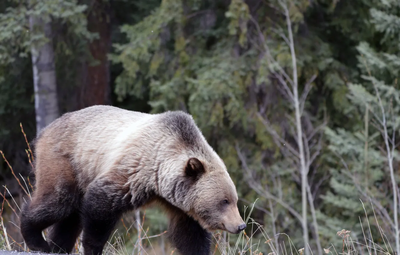 Photo wallpaper big, animal, wildlife, strong, north american, grizzly bear