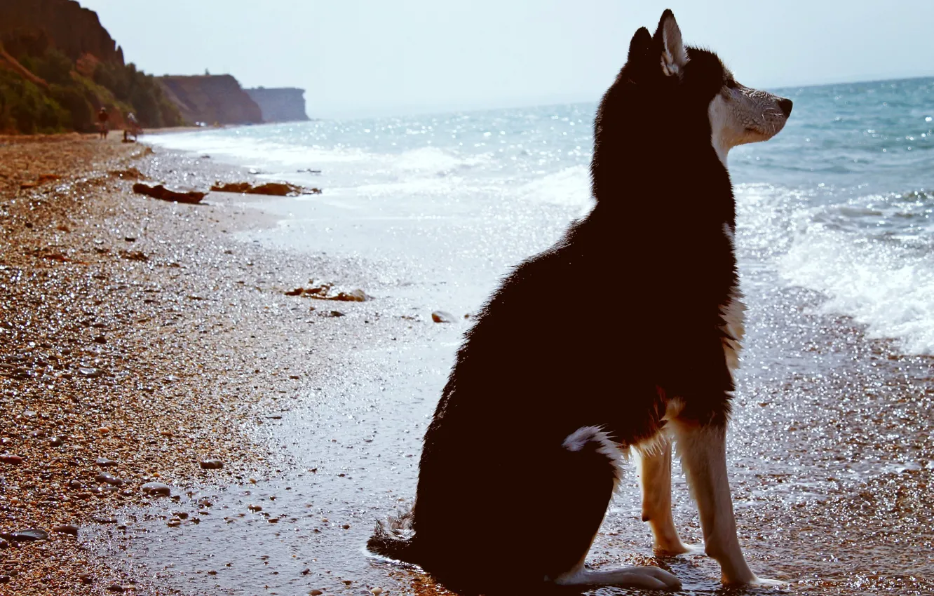 Photo wallpaper sea, beach, the sky, husky
