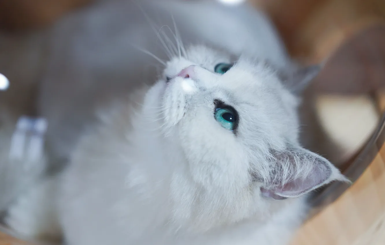 Photo wallpaper cat, white, cat, look, face, background, green eyes, Persian