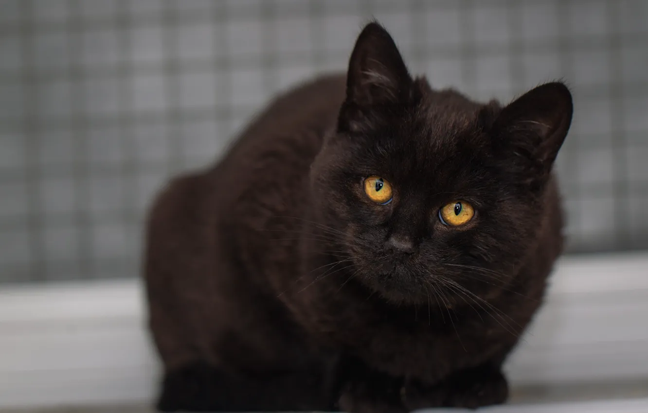 Photo wallpaper cat, cat, look, face, background, portrait, kitty, yellow eyes