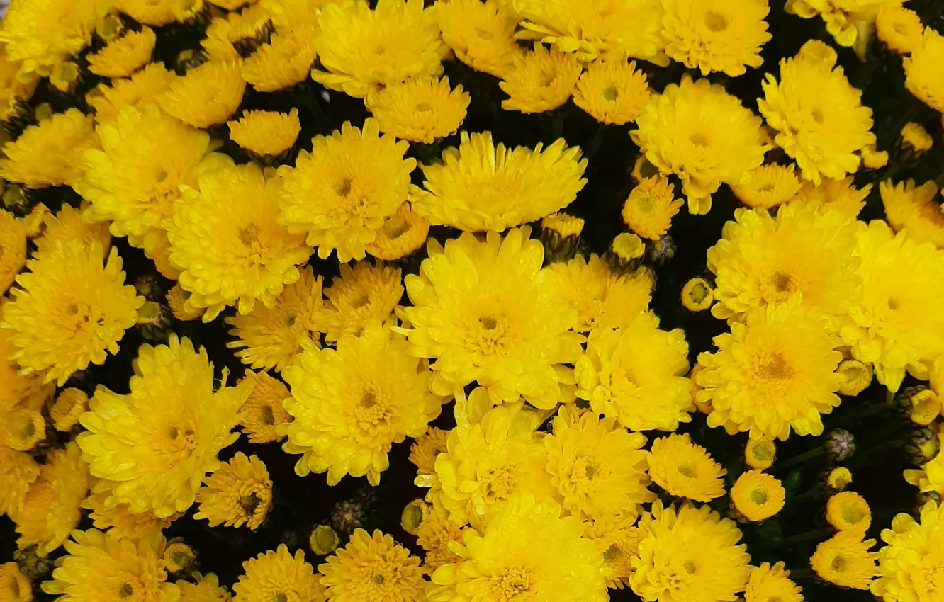 Photo wallpaper Flowers, Amber, Grazyzantemy