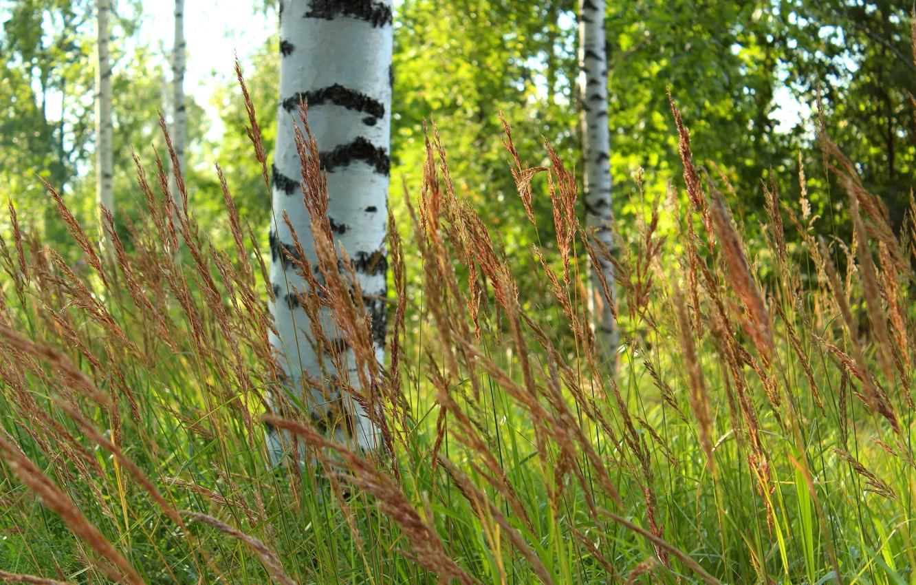 Photo wallpaper forest, grass, trees, blur, birch