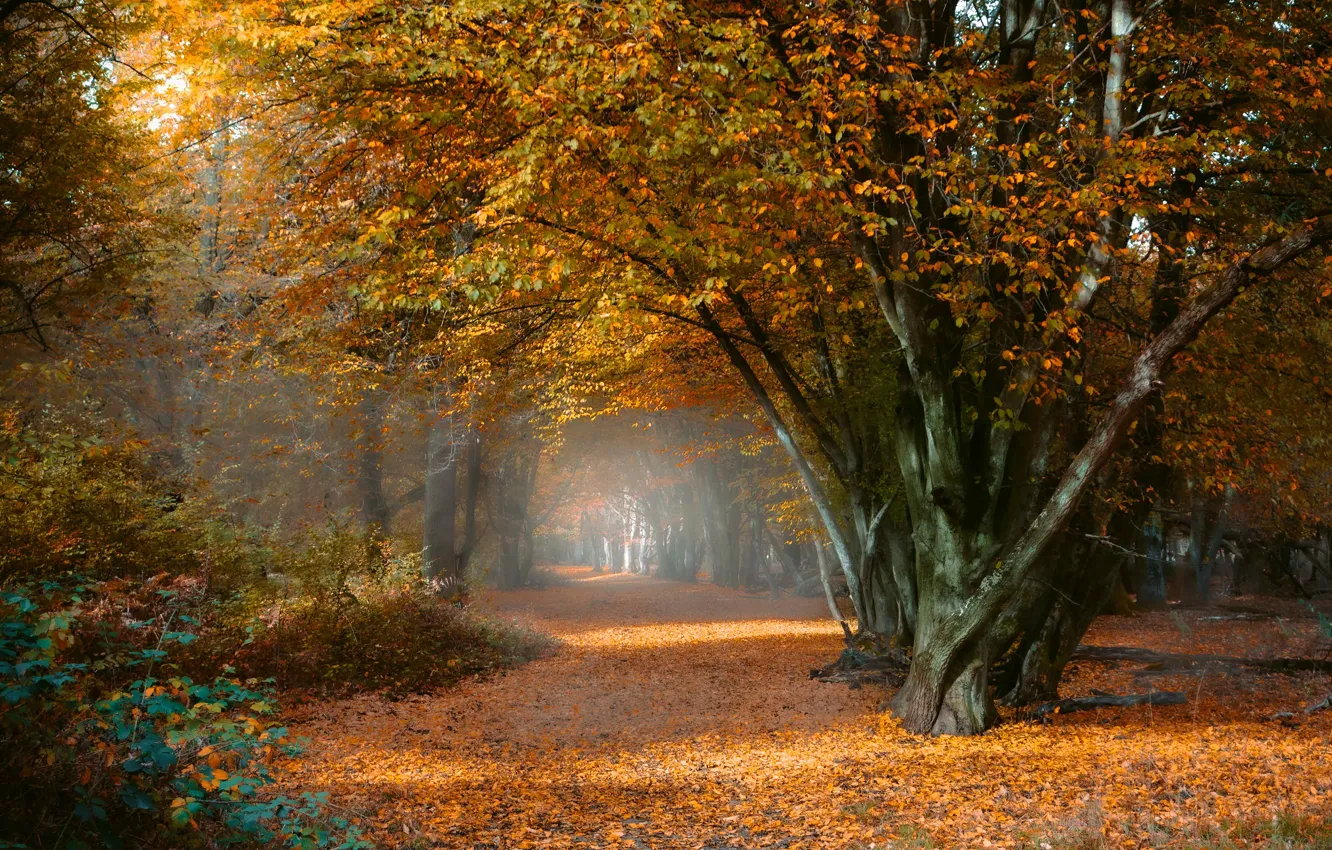 Photo wallpaper autumn, forest, Park, tree, foliage, the bushes