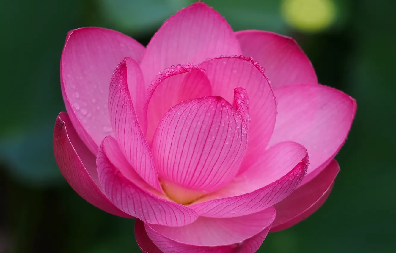 Photo wallpaper macro, petals, Lotus
