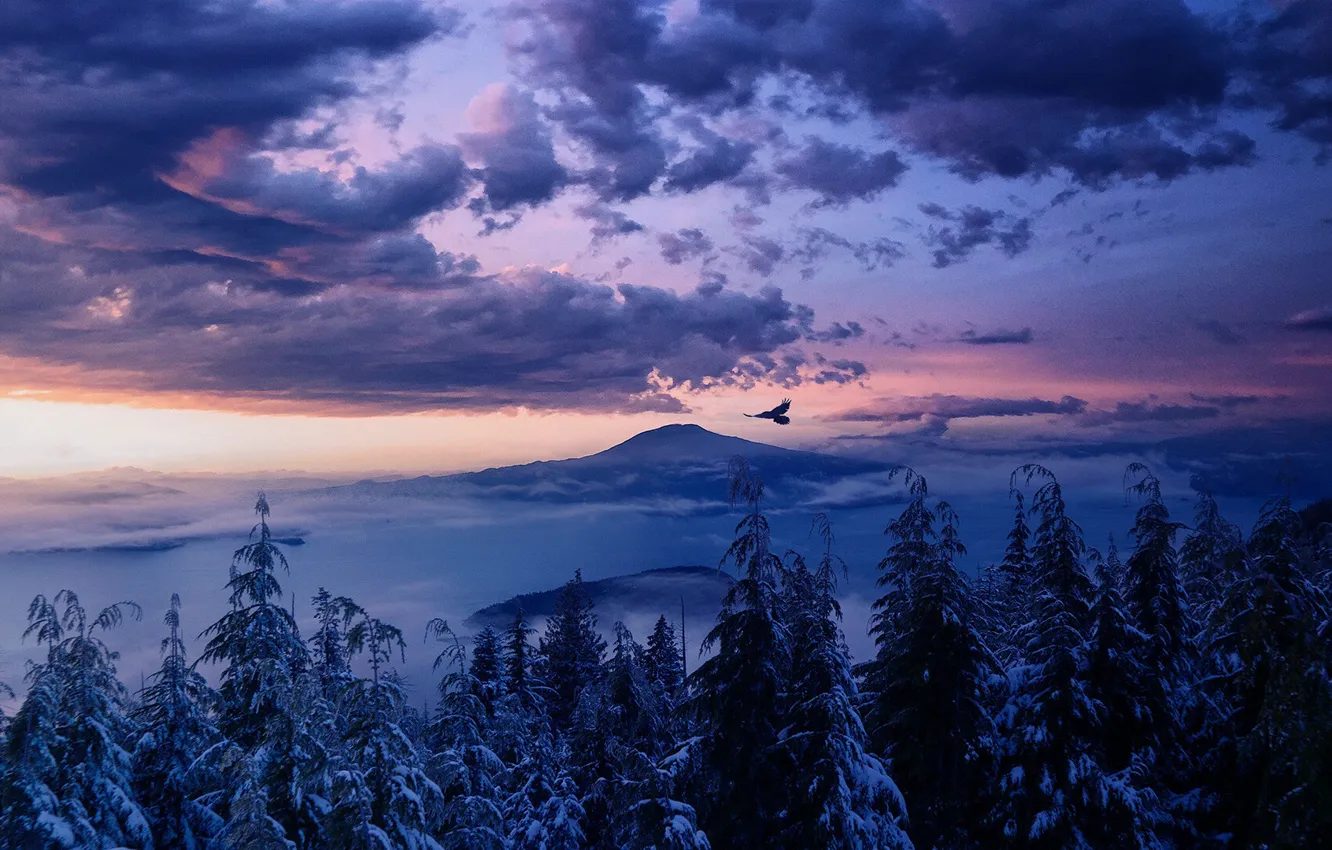Photo wallpaper winter, forest, the sky, clouds, trees, flight, landscape, sunset