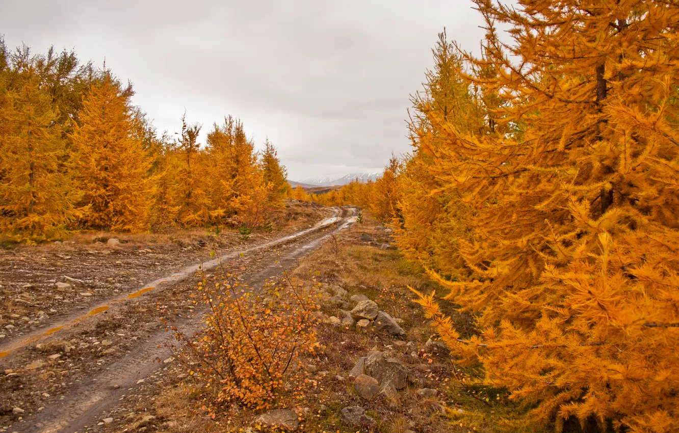 Photo wallpaper road, autumn, the sky, leaves, trees, stones