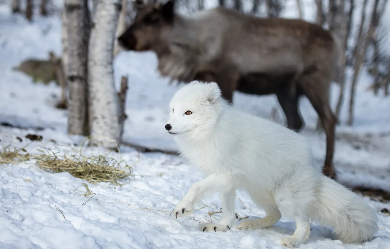 Photo wallpaper winter, forest, animals, white, face, snow, deer, Fox