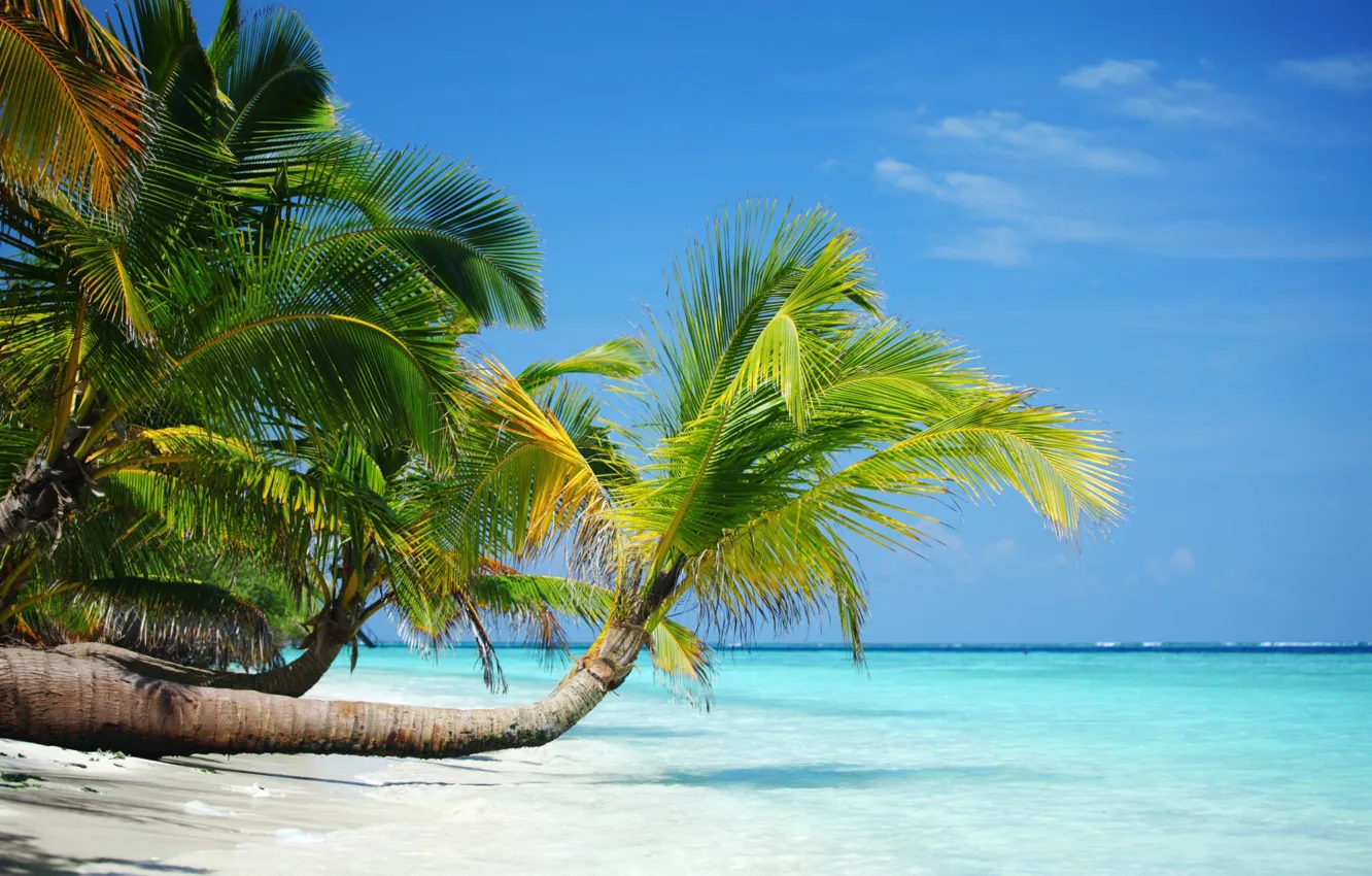 Photo wallpaper sand, beach, summer, tropics, palm trees, stay, shore