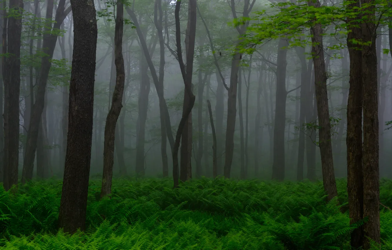 Photo wallpaper forest, trees, nature, fog, spring, USA, USA, fern