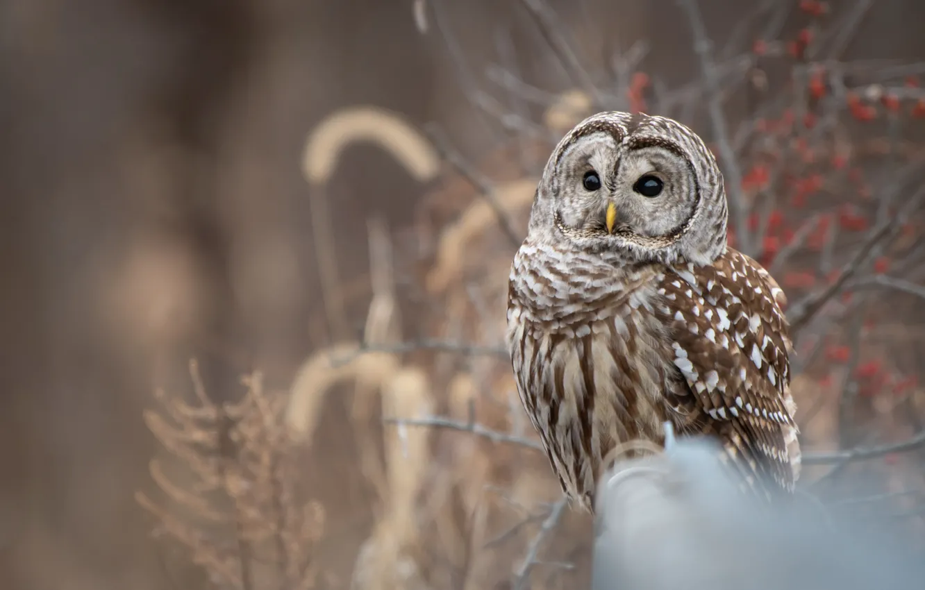 Photo wallpaper branches, background, owl, bird, owl