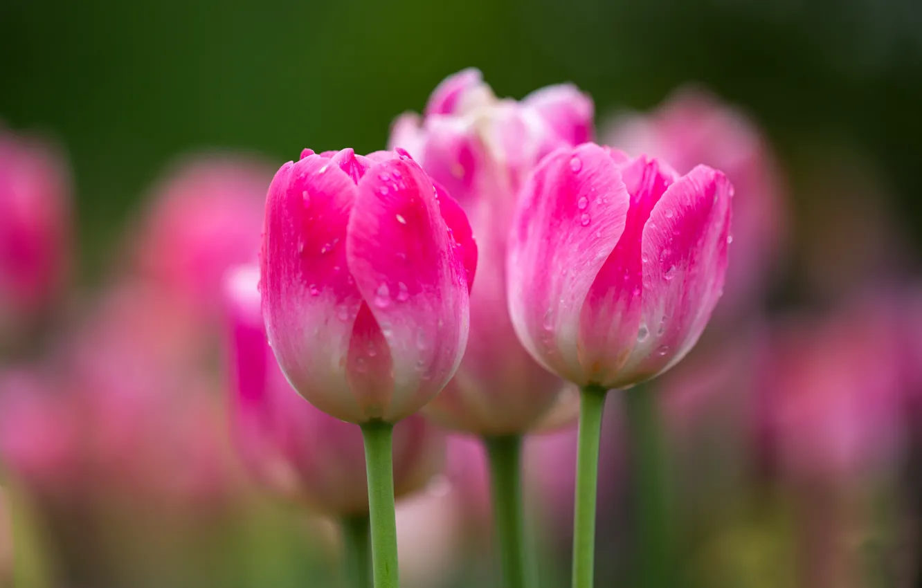 Photo wallpaper drops, macro, tulips, buds, bokeh