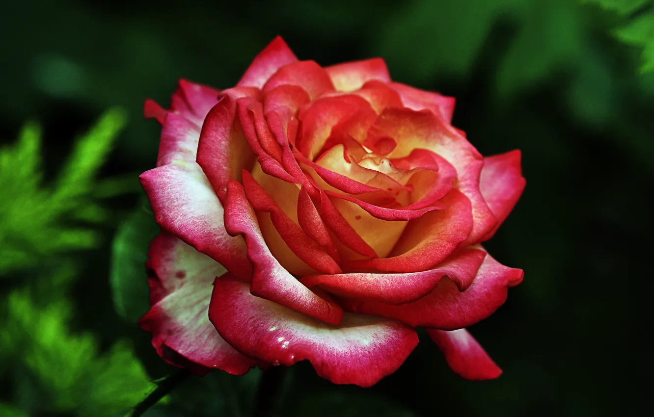 Photo wallpaper rose, petals, flowering