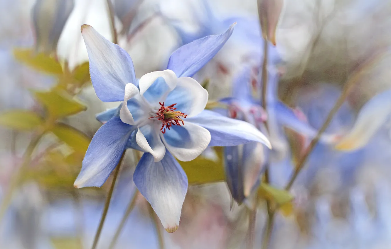 Photo wallpaper macro, flowers, blue, bokeh, Aquilegia
