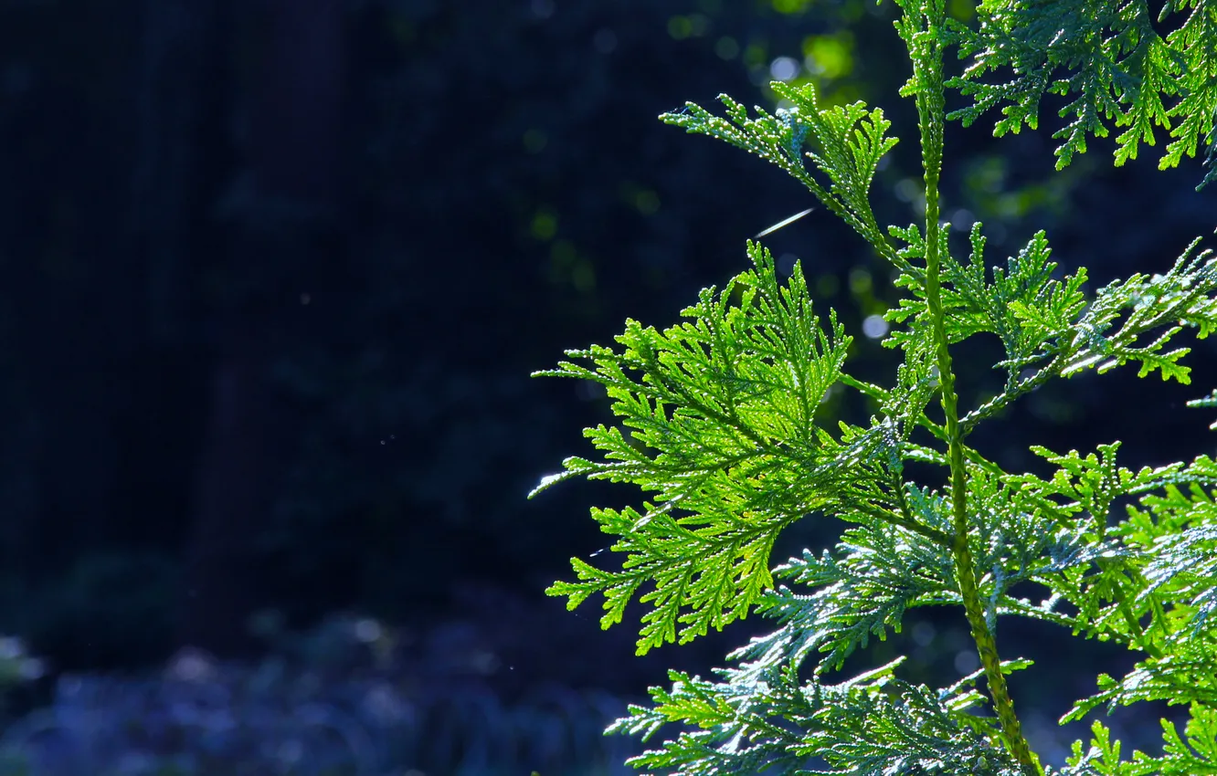 Photo wallpaper green, plant, twig