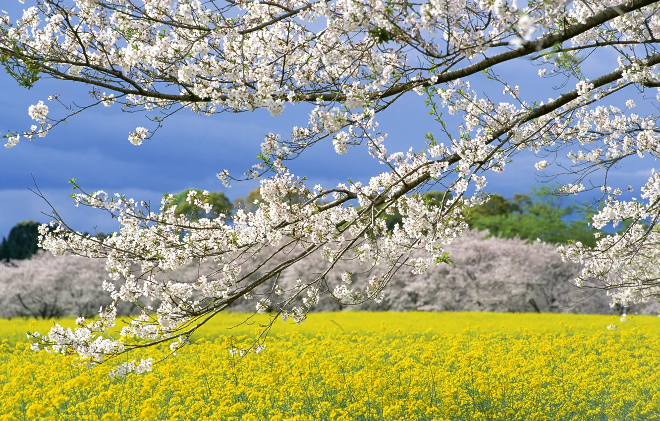Photo wallpaper trees, branches, Spring, flowering