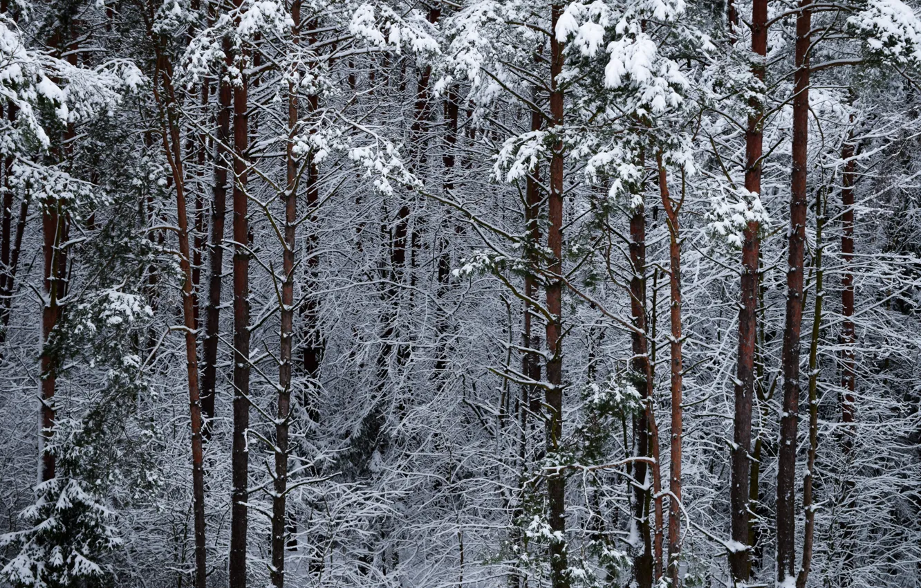 Photo wallpaper frost, snow, winter forest, the trunk of the tree