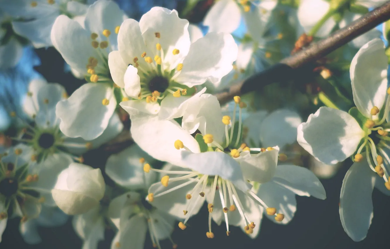 Photo wallpaper white, summer, flowers, branches
