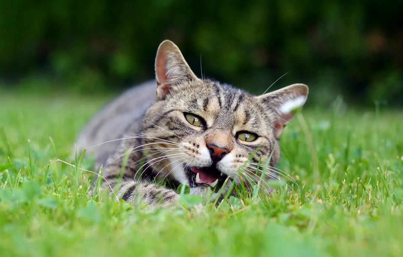 Photo wallpaper grass, cat, face, grey, mouth, lies