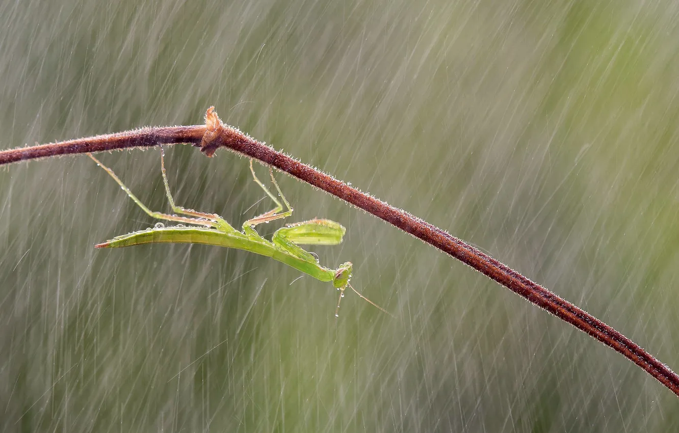 Photo wallpaper drops, rain, branch, mantis