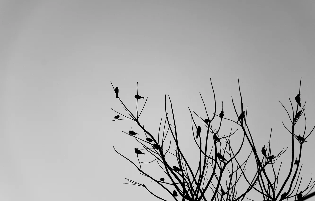 Photo wallpaper tree, birds, branches, cloudy, rainy