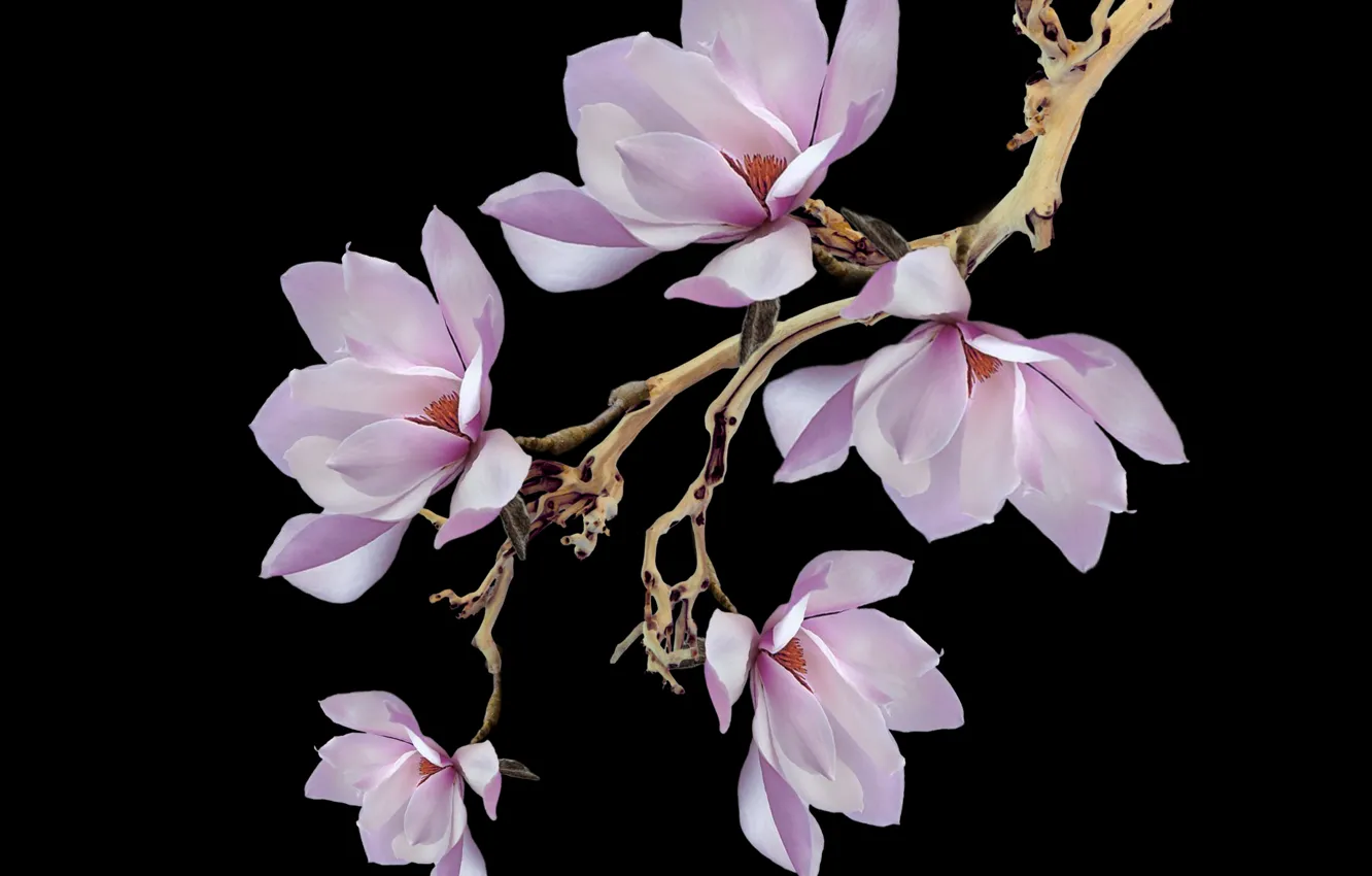 Photo wallpaper flower, petals, bouquet, bunch, pistils, stambs