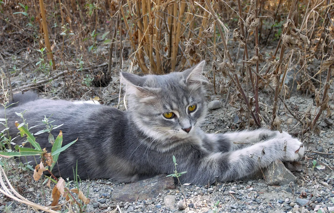 Photo wallpaper cat, cat, stones, grey, lies, looks, cat