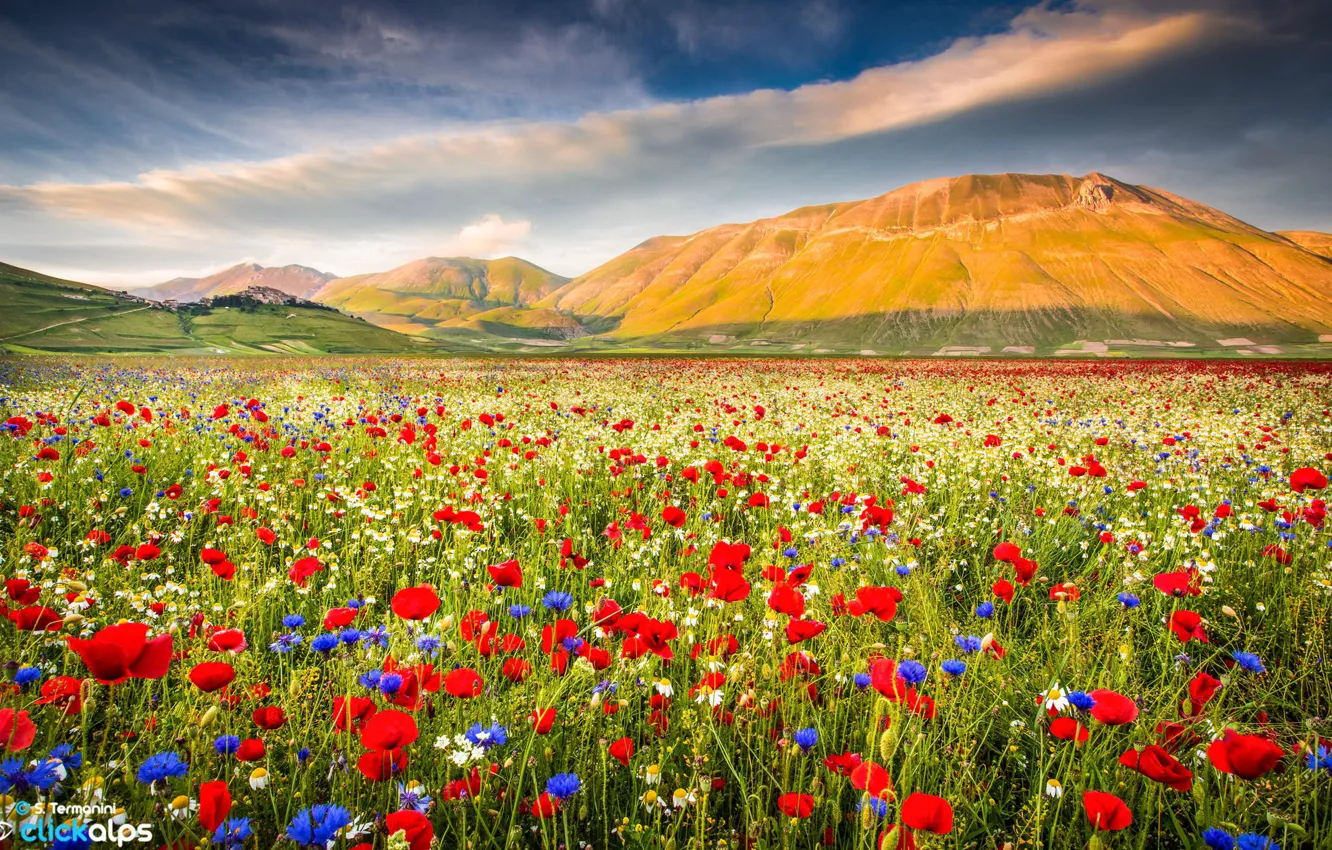 Photo wallpaper field, flowers, mountains, nature, Maki