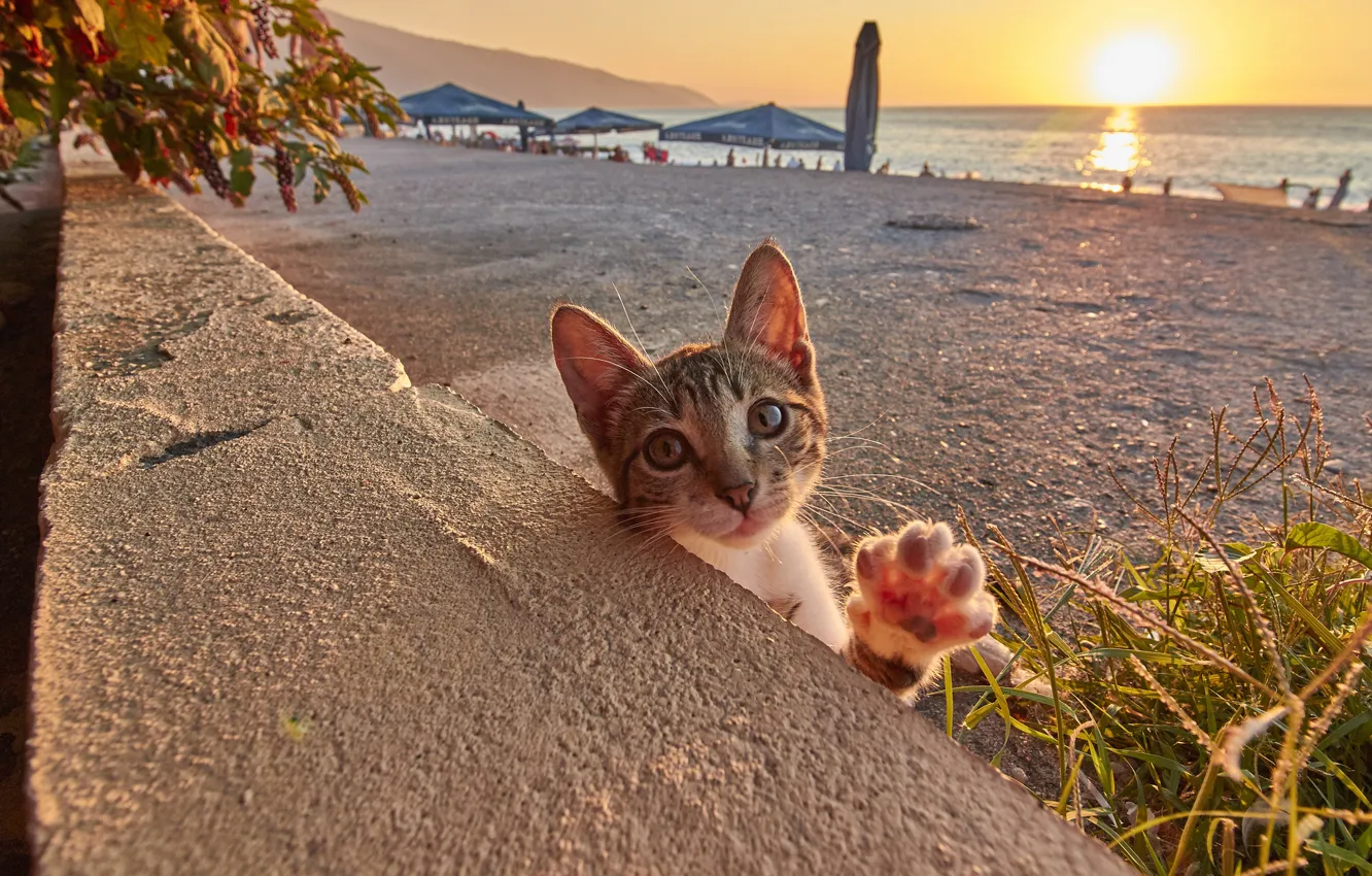 Photo wallpaper sea, cat, beach, summer, cat, look, the sun, light