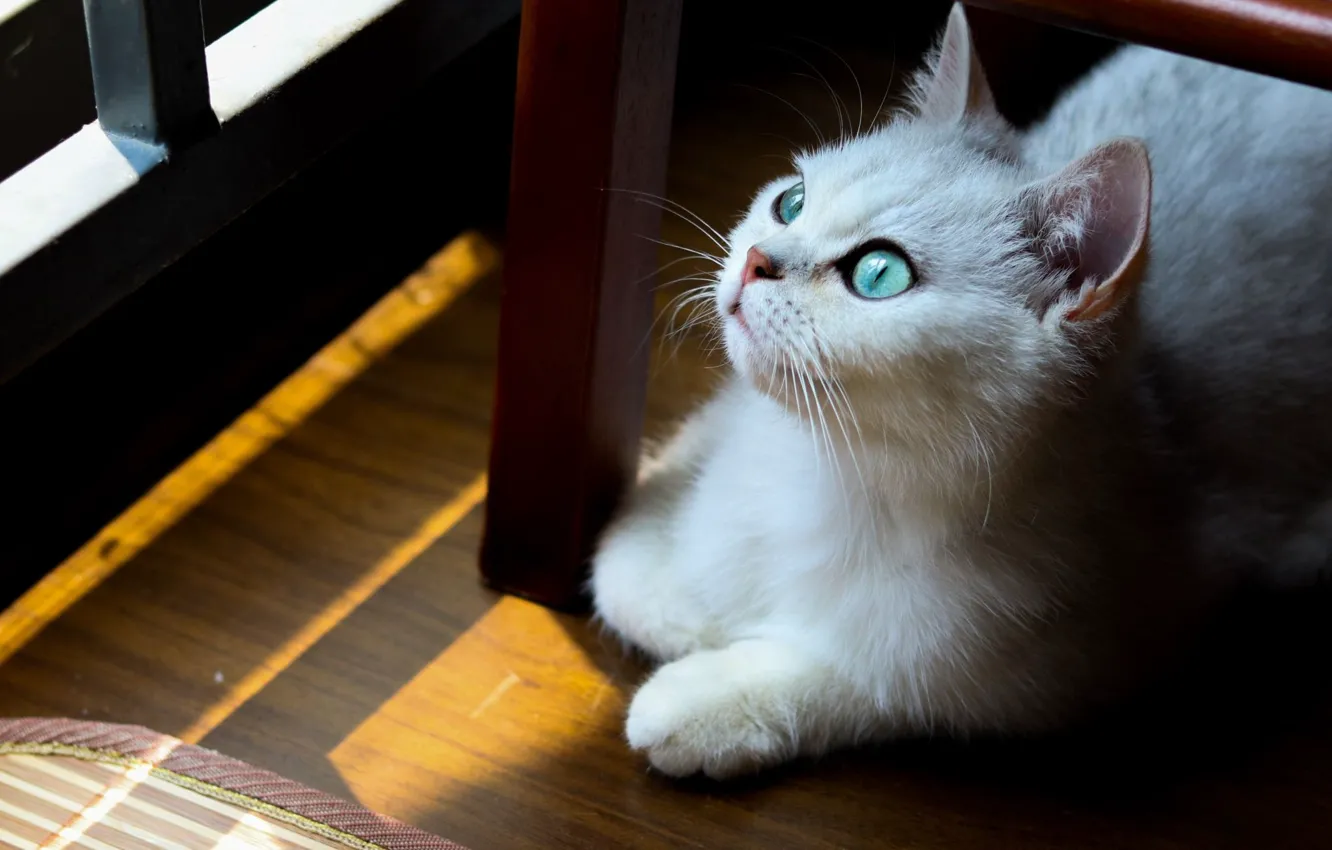 Photo wallpaper cat, mustache, green eyes