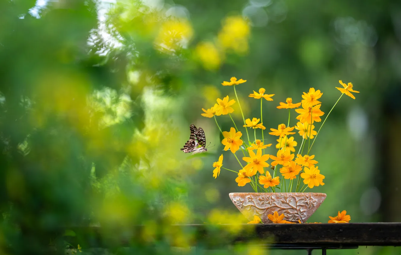Photo wallpaper greens, flowers, background, butterfly, bouquet, kosmeya